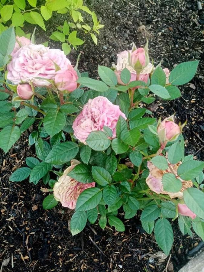 Gite Ferme La Rosee Blanche Ban-de-Laveline Экстерьер фото